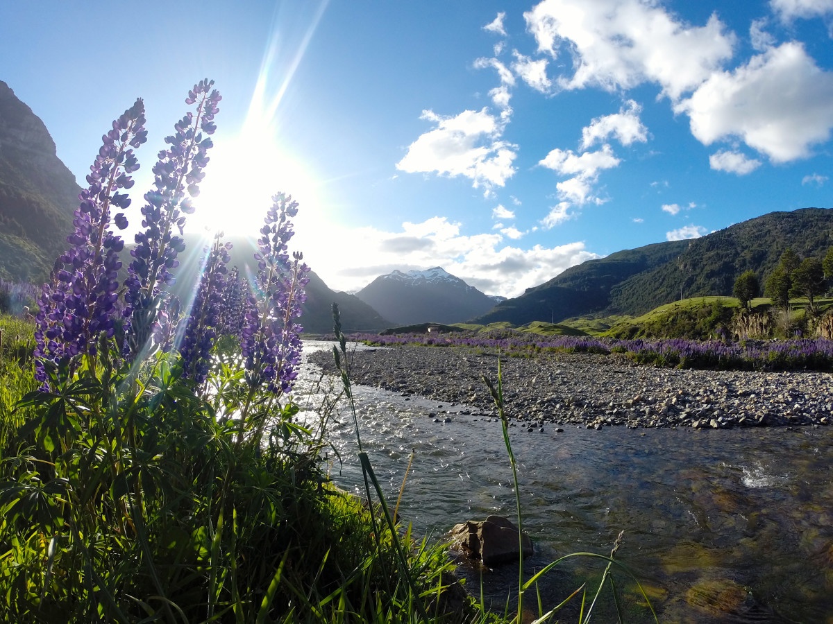 Flowers in Patagonia