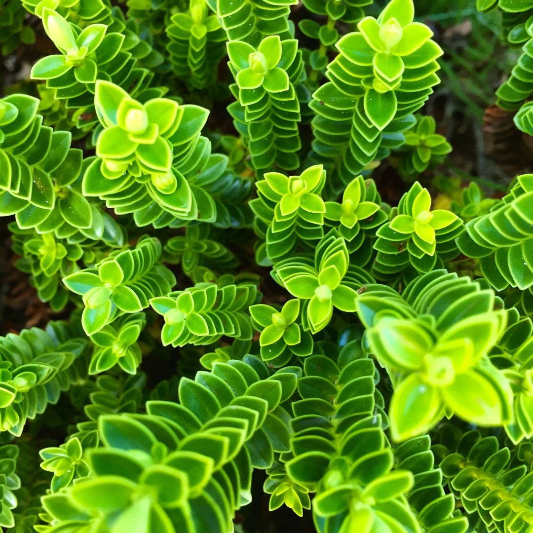 christian-bisbo-johnsen-green-plant-unsplash-1