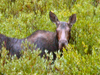 Wyoming Range Wildlife Wyoming Range Wildlife