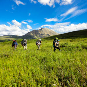 four adults walking through knee high green grass with blue skies and mountains in the distance