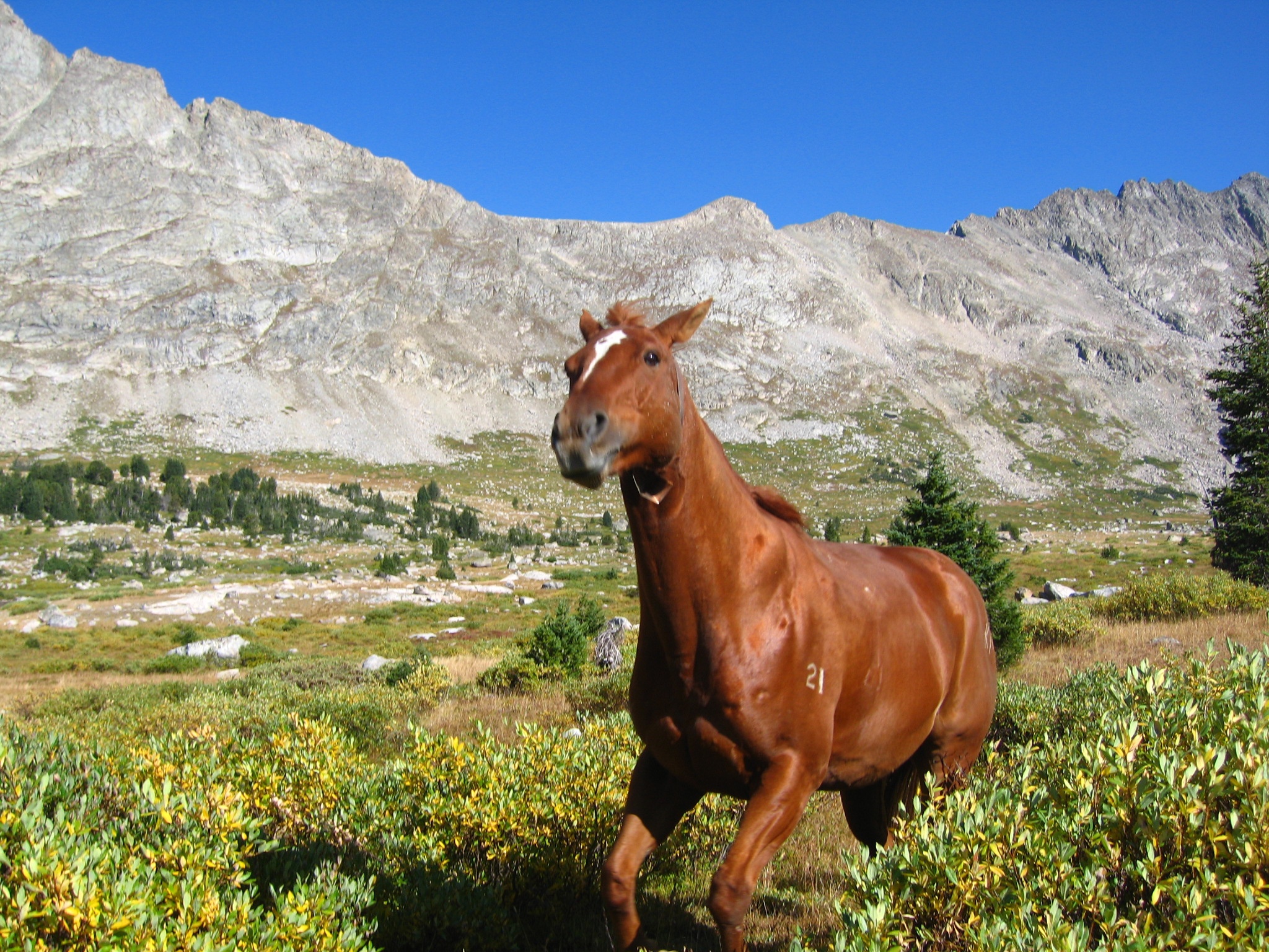 Horse Galloping