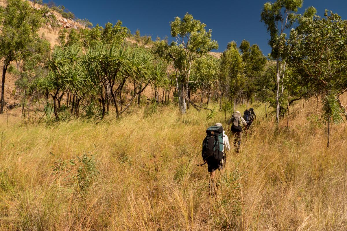 Backpacking in tall grass NOLS participants backpack in tall yellow grass