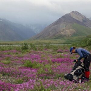 woman with her pack on the ground in a flowery purple and green alaska landscape, packing items into it.