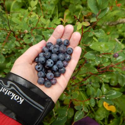 aak_-_alumni_web_-_blueberries_-_liz-schultz__400x400_q70_crop_subsampling-2_upscale.jpg NOLS