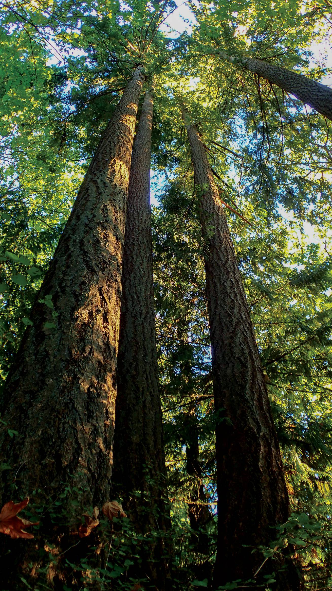 eric-page-pnw-1-edit.jpg__1310x5000_q70_subject_location-1296,457_subsampling-2 The trees in the Pacific Northwest grow to amazing heights.