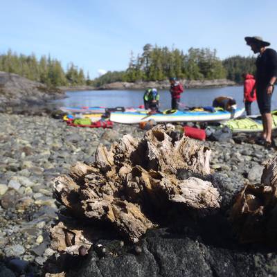 Kayakers attend to their kayaks on the beach in the distance and the camera focuses on a barnacle up close.
