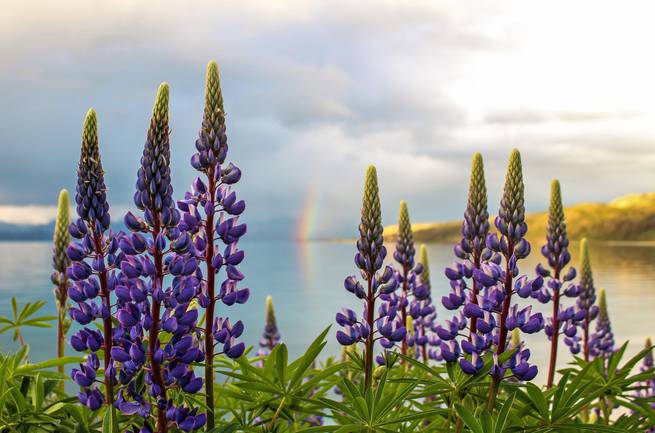 nadine_lehner-edit.jpg__655x5000_q70_subject_location-1590,449_subsampling-2 A student stops and takes in the flowers and rainbow in the Rocky Mountains.