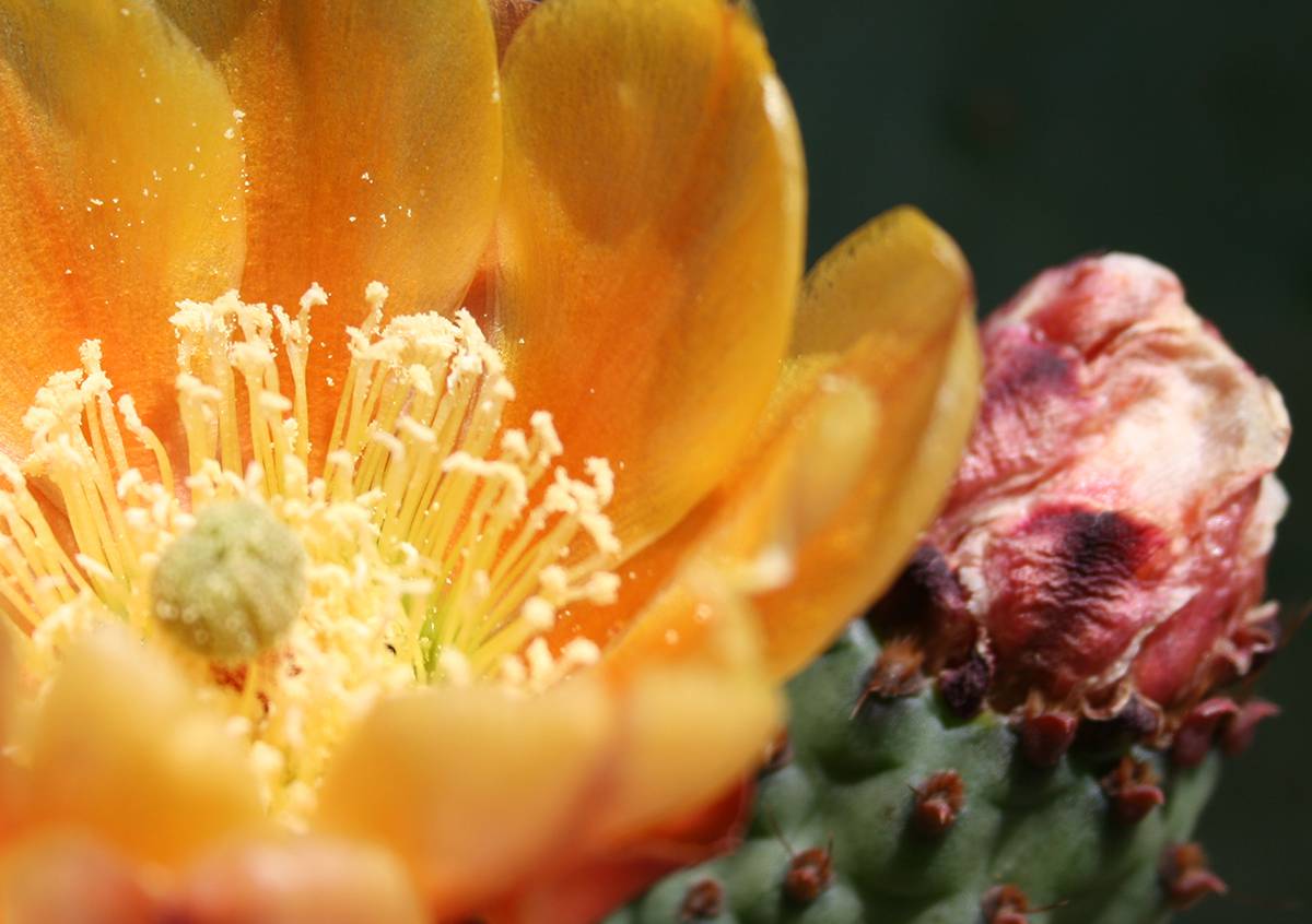 s-and-s.jpg__1370x846_q70_crop_subject_location-600,600_subsampling-2 A cactus flower in the American Southwest.