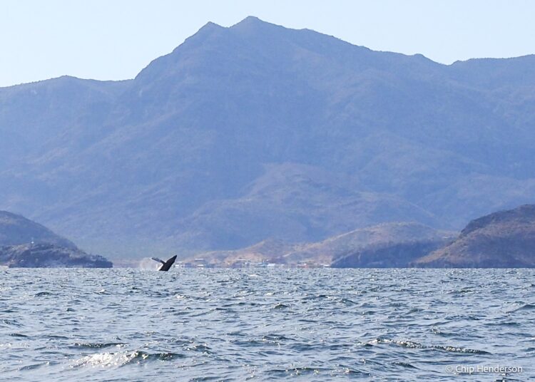 Photo Credit: Chip Henderson