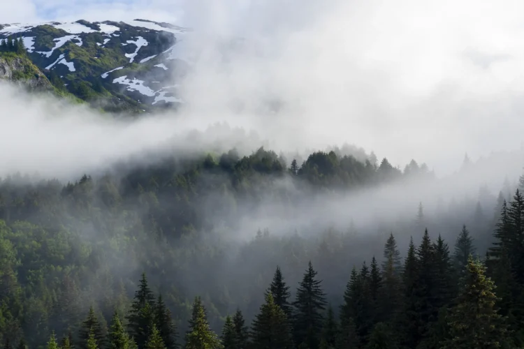 a pine forest in the fog