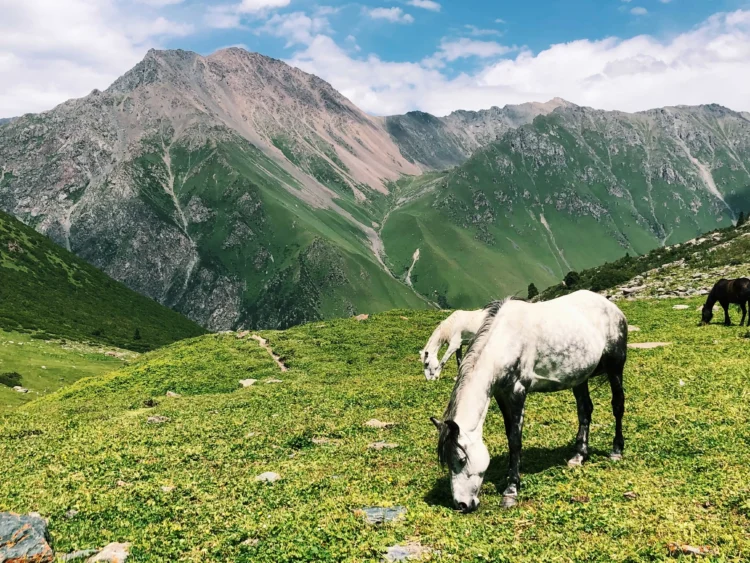 A group of horses graze on a grassy field; there are mountains in the background.
