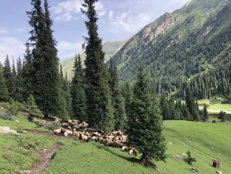 A herd of sheep graze on a grassy valley between mountains. There are coniferous trees all around.