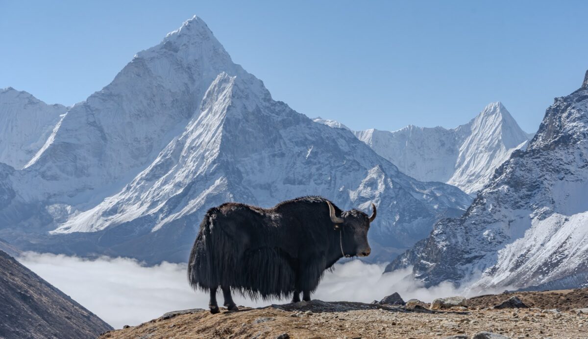 Yak, with long hair and sizable horns, is captured standing in front of Everest on a bright blue-sky day.