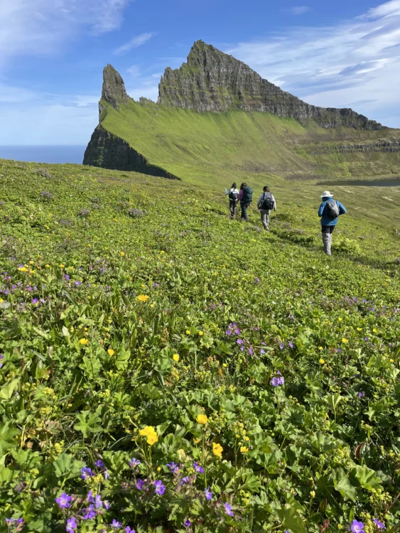 a grassy field ends in sharp cliffs over the ocean.