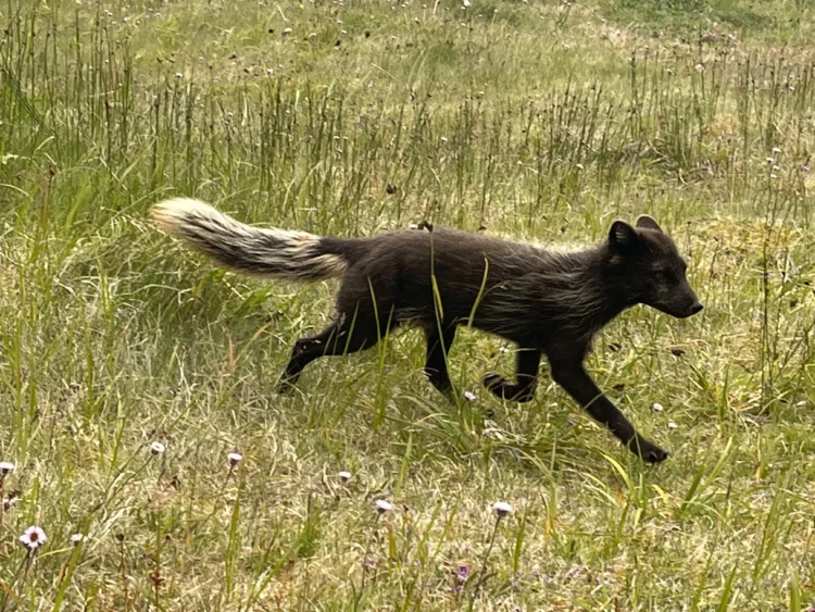 A black fox runs across a little field