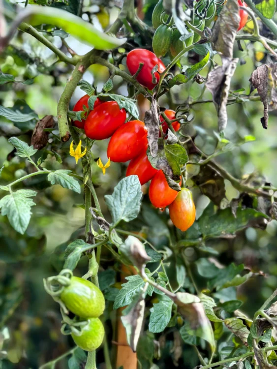Red tomatoes grow on vines.