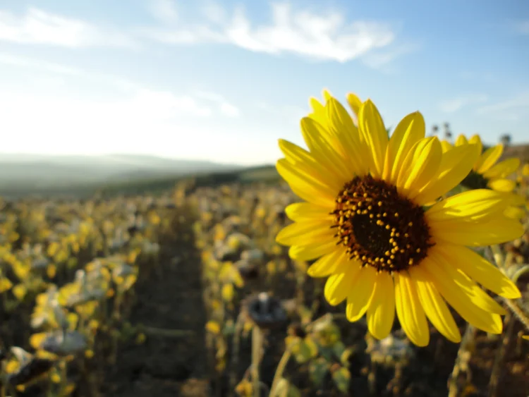 Fields of sunflowers shine in the bright sunlight.