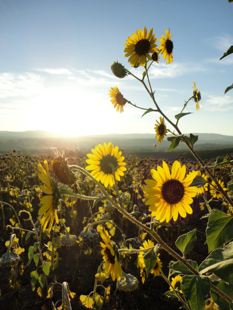 Sunflowers with the sun shining in the background with vineyards and fields.