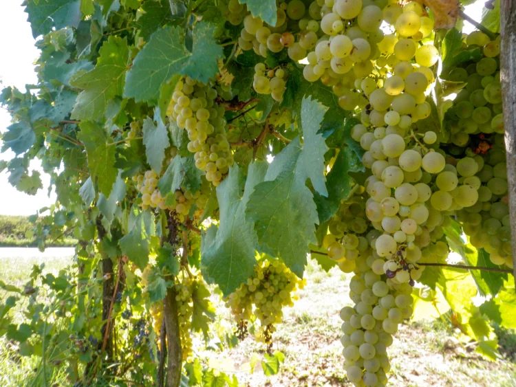 Green grapes grow on vines with sunshine behind.