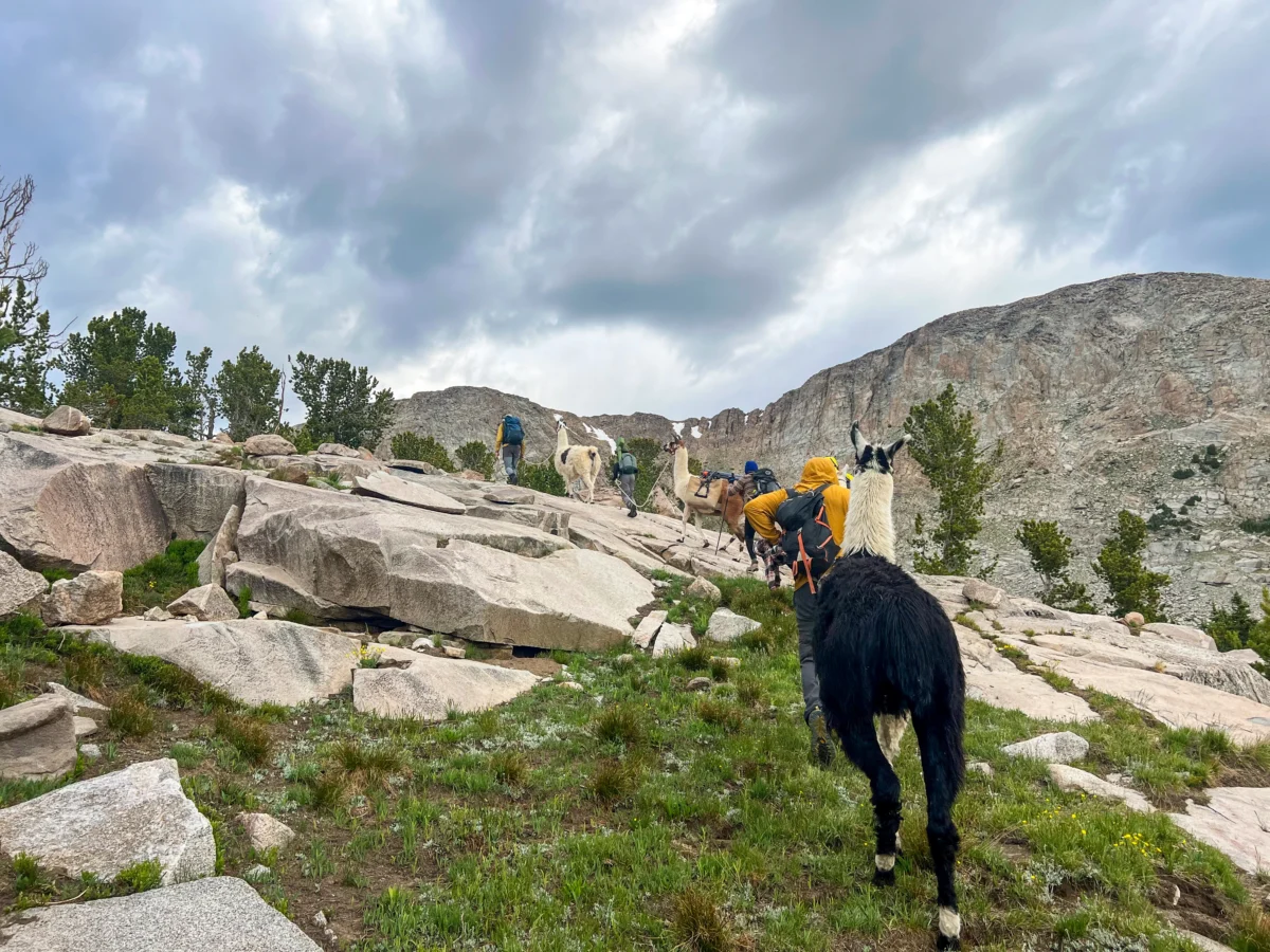 Llamas and hikers walk along a rocky and grassy trail.