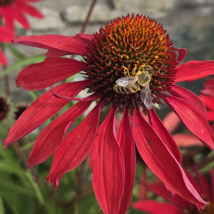 Bumble bee lands on a bright red flower.