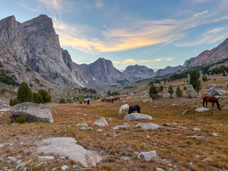 Horses spread out during sunset with mountains towering in the background.
