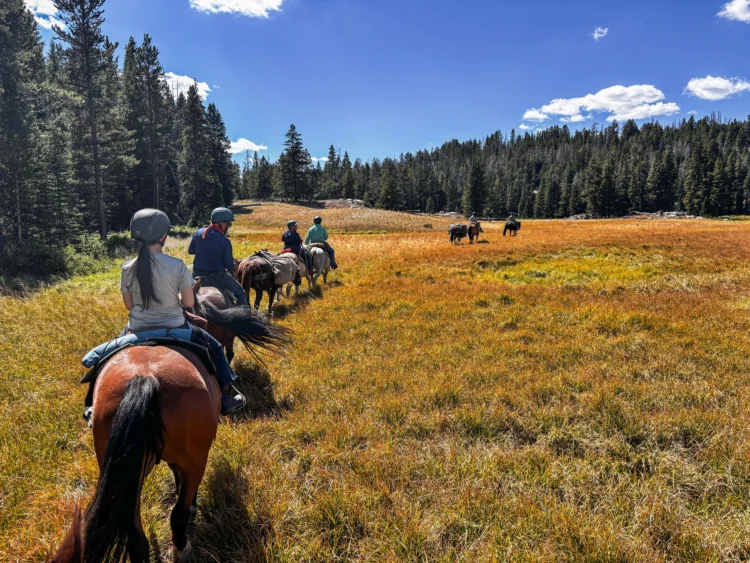 Horseback riders ride horses in a line on the trail, surrounded by evergreen trees.