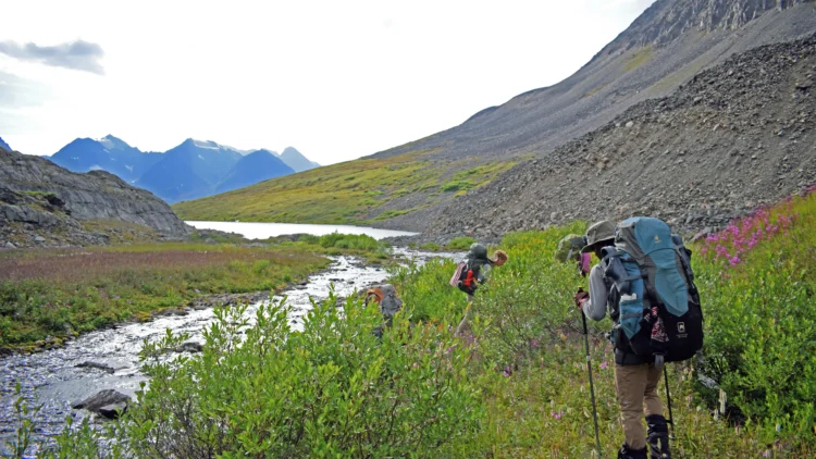 a backpacker stands in willows alongside a river. There are sharp mountains in the background.