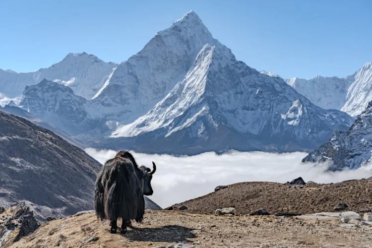 A Nepali guar stands on dirt with mountains in the distance