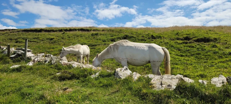 Horses eat grass with blue skies and clouds in the distance