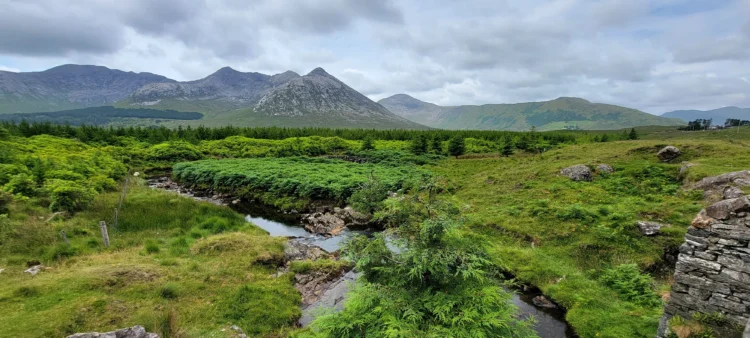 Fields of green trees and grass with mountains in the distance