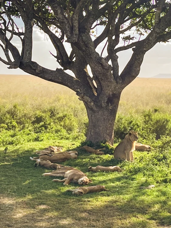 Lions lay in the grass next to a tree in East Africa