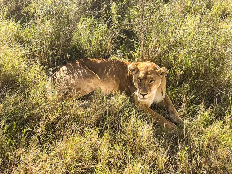 Lion sits in the grass in East Africa