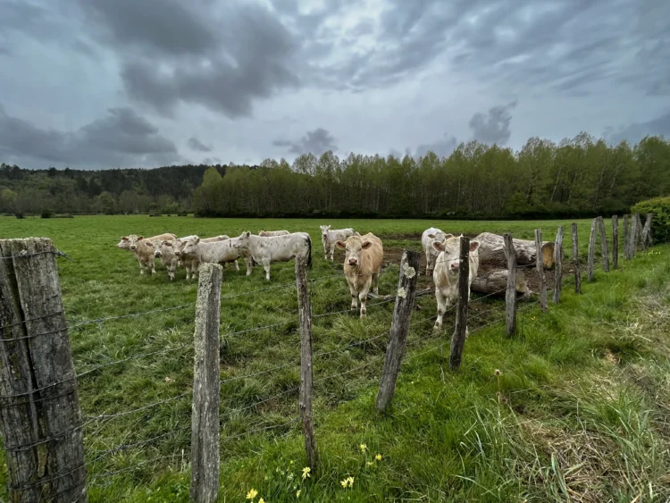 a herd of cows in a grassy field