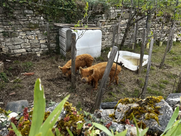 two brown little pigs in an outdoor pen