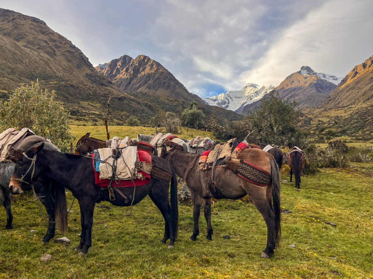 Mules carry group gea