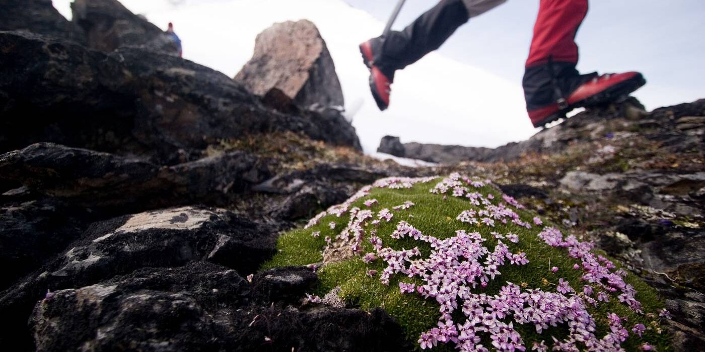 nacho_grez_ak_32.jpg__1400x865_q70_crop_subject_location-2369,1151_subsampling-2 A close up of delicate alpine flowers with a hiker's feet and snowy mountain in the background.